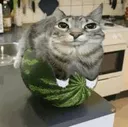 Watermeloncat Discord Emoji
