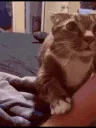 catOverAsk
