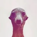 Dawg Dawg