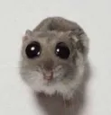 GW_hamsterllorando
