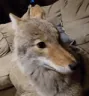 CoyoteWhar