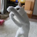 catballup