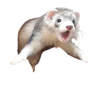 ferretshook
