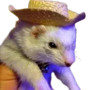 ferretyeehaw ferretyeehaw