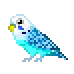 parakeet
