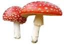 r_shroom