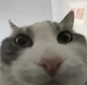 stare