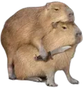 capybara