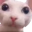 cat_looking