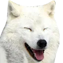 WolfHappy