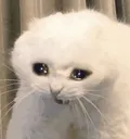 cryingcat