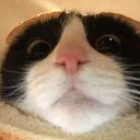 CE_BreadCatIsLooking Discord Emoji