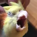scritch