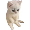 sit