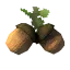 acorns