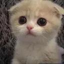 AUI_babycat Discord Emoji