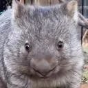 Concernedwombat