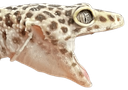 chomp Discord emoji