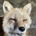 Fox fox Discord Emoji