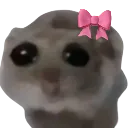 hamsteregirl
