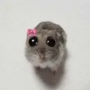 hamstr