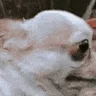awkwarddog2