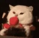 catcoke