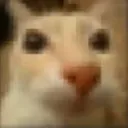 gato