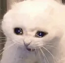 Cat_cry