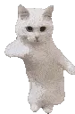 CatgiDance