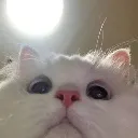 CatSelfie