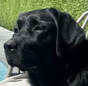 dogbasket