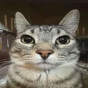 catstare2