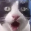shocked shocked