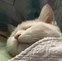 CatSleep