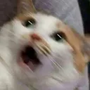 AaruSaysWHAT AaruSaysWHAT