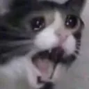 crynigcat