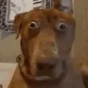 dog_shocked