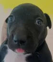 blep