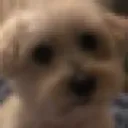 mariekesdog mariekesdog