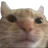 SwagCat