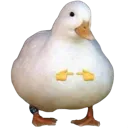 U Wu Duck UWUDUCK Discord Emoji