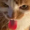 catlicksure