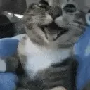 E9_happycat