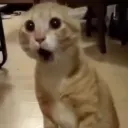 250eb8be14b5d9612d278ffc9af9acfe