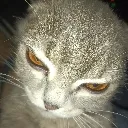 Angry_Cat