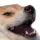 D_