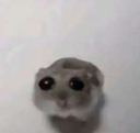 Hamster Discord emoji