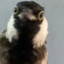 ha
