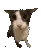 BouncingCat